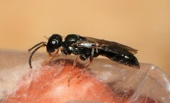 Passaloecus