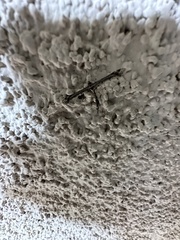 Anstenoptilia marmarodactyla
