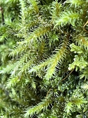 Rhytidiadelphus loreus