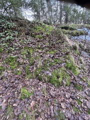 Rhytidiadelphus loreus