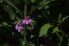 Clinopodium grandiflorum