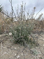 Dimorphocarpa wislizeni