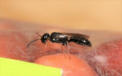 Passaloecus