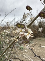 Dimorphocarpa wislizeni