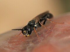 Passaloecus