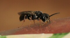 Passaloecus