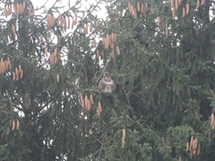 Buteo buteo