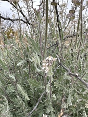 Dimorphocarpa wislizeni