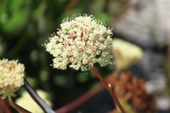 Hermas villosa
