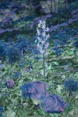 Platanthera macrophylla