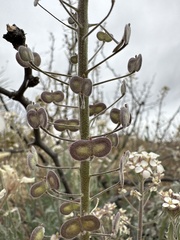 Dimorphocarpa wislizeni