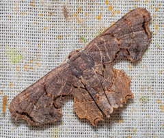 Calledapteryx dryopterata