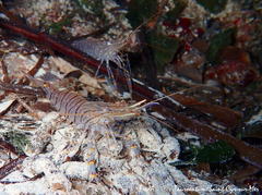 Palaemon serratus