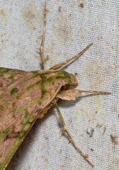 Xylophanes zurcheri