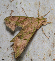 Xylophanes zurcheri