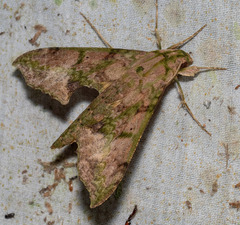 Xylophanes zurcheri