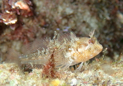 Parablennius incognitus