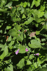Clinopodium grandiflorum