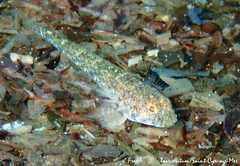 Pomatoschistus marmoratus
