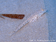 Pomatoschistus marmoratus