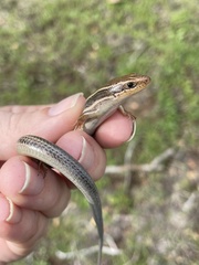 Plestiodon skiltonianus skiltonianus