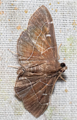 Lamprosema