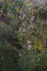 Hakea trifurcata