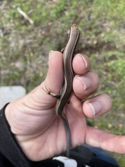 Plestiodon skiltonianus skiltonianus