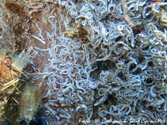 Spirobranchus lamarcki