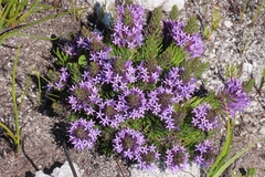 Merciera azurea