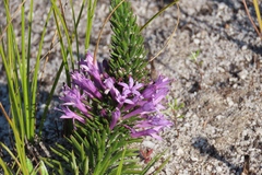 Merciera azurea