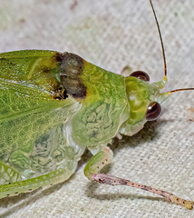 Phylloptera