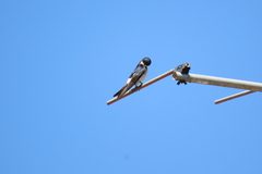 Tachycineta leucopyga