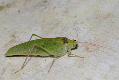 Phylloptera