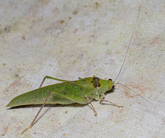 Phylloptera