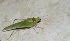 Phylloptera