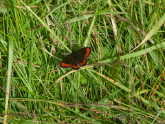 Erebia