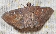 Lamprosema