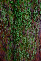 Calomnion complanatum