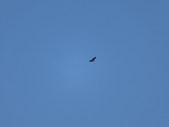 Buteo buteo
