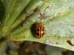 Plagiodera ornata