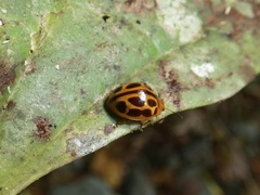 Plagiodera ornata