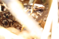 Callopistes maculatus