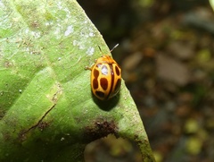 Plagiodera ornata