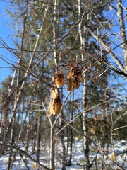 Acer glabrum douglasii