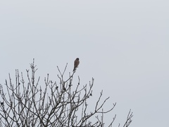 Falco tinnunculus