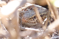 Callopistes maculatus