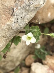 Veronica cymbalaria