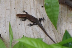 Marisora unimarginata