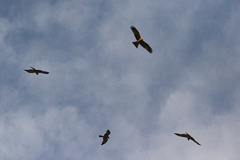 Milvus migrans parasitus